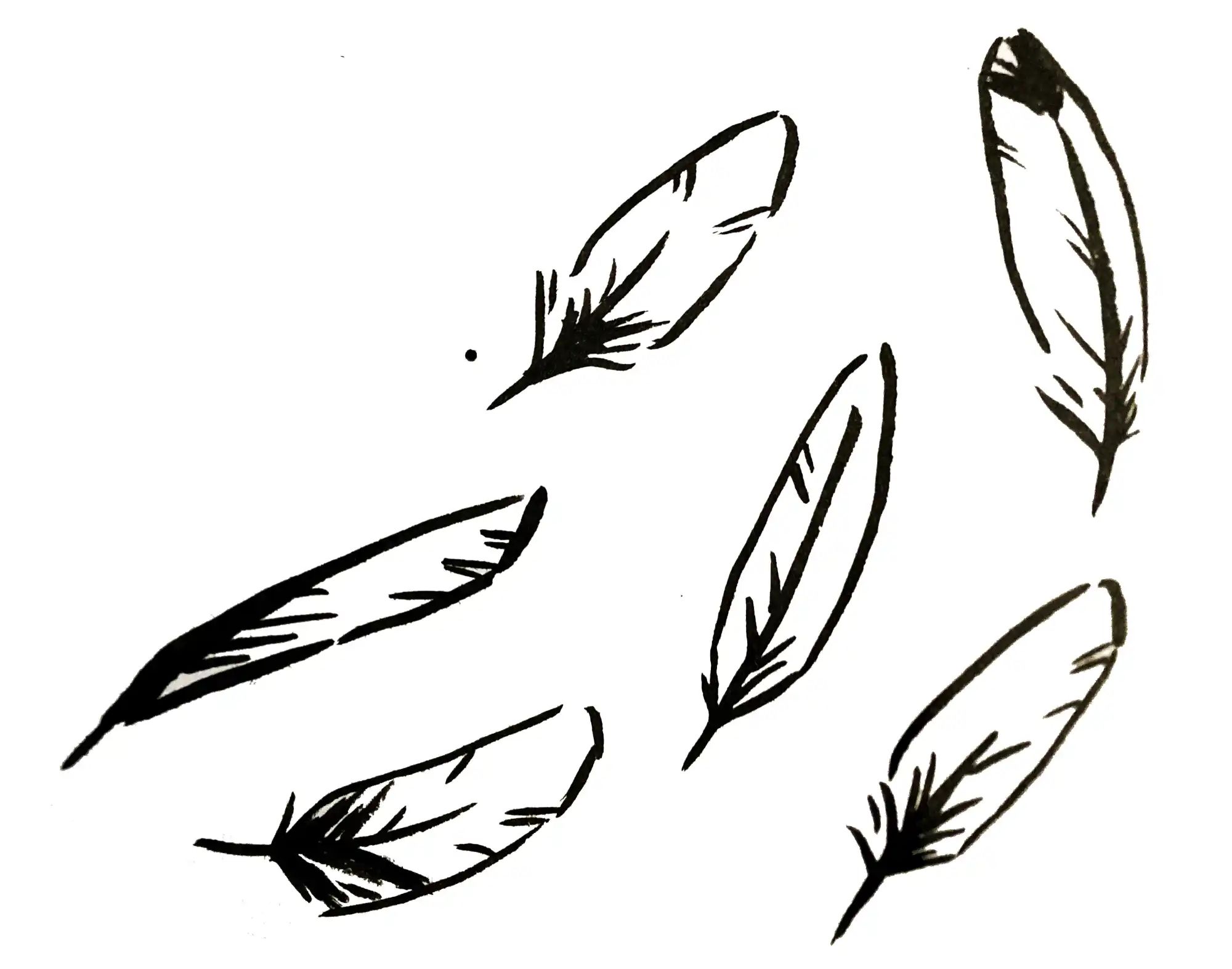 Feathers in the breeze, drawn in black ink