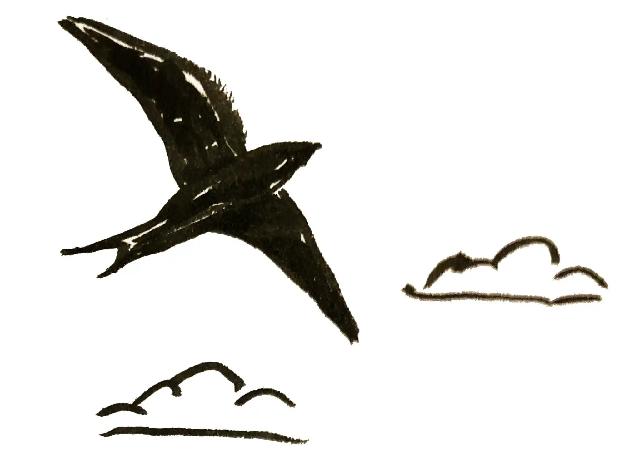 A silhouette of a swift soaring above the clouds, drawn in black ink